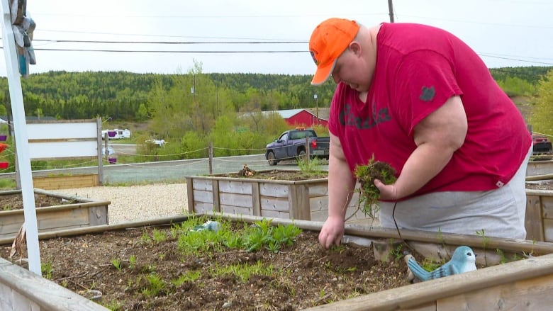 A 20-year-old man wearing a red shirt and ball cap pulls weeds from a raised garden